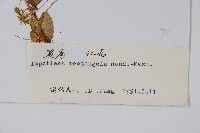 直角鳳仙花藏品圖，第2張