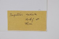 輻射鳳仙花藏品圖，第2張