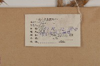 黃山薊藏品圖，第2張