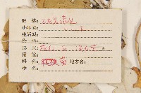 白背大丁草藏品圖，第3張