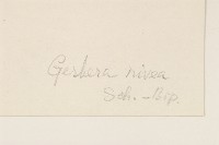 白背大丁草藏品圖，第4張