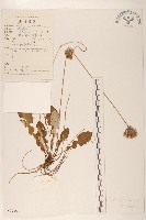 大丁草藏品圖，第1張