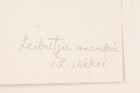 大丁草藏品圖，第3張