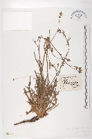 川西黃鵪菜藏品圖，第1張