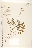 齒緣苦實藏品圖，第1張