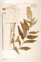 雙花千里光藏品圖，第1張