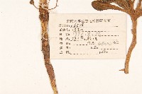 金沙絹毛菊藏品圖，第2張