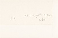 金沙絹毛菊藏品圖，第3張