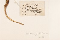 金沙絹毛菊藏品圖，第2張