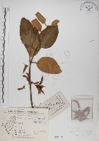 椆樹桑寄生, 大葉榿寄生藏品圖，第1張