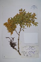 岩生黃楊藏品圖，第1張
