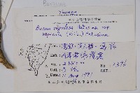 岩生黃楊藏品圖，第2張
