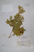 岩生黃楊藏品圖，第1張