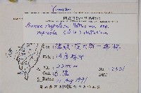 岩生黃楊藏品圖，第2張