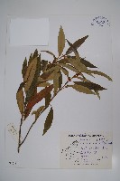 野扇花藏品圖，第1張