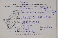 野扇花藏品圖，第2張