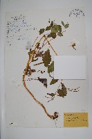 天距鳳仙花藏品圖，第1張