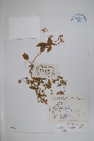 黃金鳳藏品圖，第1張