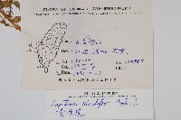 黃金鳳藏品圖，第2張