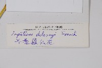 耳葉鳳仙花藏品圖，第2張