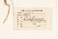 細葉剪刀股藏品圖，第2張