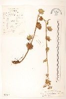 齒裂千里光藏品圖，第1張