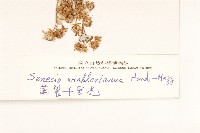 齒裂千里光藏品圖，第3張