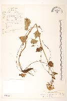 齒裂千里光藏品圖，第1張