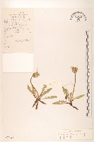 華蒲公英藏品圖，第1張