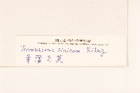 華蒲公英藏品圖，第3張