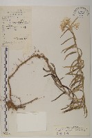 旋葉香青藏品圖，第1張