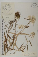 旋葉香青藏品圖，第1張