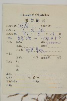 旋葉香青藏品圖，第2張