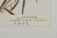 旋葉香青藏品圖，第3張