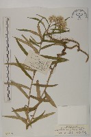 抱莖籟簫藏品圖，第1張