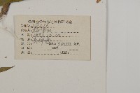 抱莖籟簫藏品圖，第2張