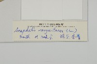 抱莖籟簫藏品圖，第3張