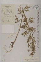 大耔蒿藏品圖，第1張