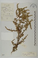 牛尾蒿藏品圖，第1張