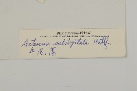 牛尾蒿藏品圖，第3張