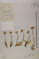 柔軟紫菀藏品圖，第1張