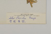 柔軟紫菀藏品圖，第3張