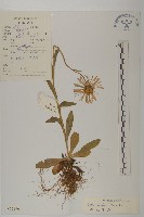 緣毛紫菀藏品圖，第1張