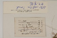 密毛紫菀藏品圖，第2張