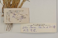 狹苞紫菀藏品圖，第2張