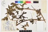 擬康定烏頭藏品圖，第1張