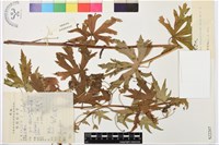 垂花烏頭藏品圖，第1張