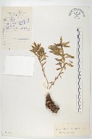 紫綠紅景天藏品圖，第1張