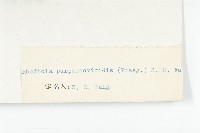 紫綠紅景天藏品圖，第3張