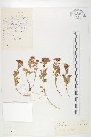 菊葉紅景天藏品圖，第1張